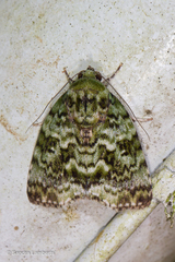Blenina malachitis