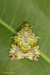 Blenina malachitis