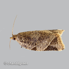 Neocalyptis affinisana