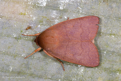 Calymera