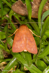 Calymera