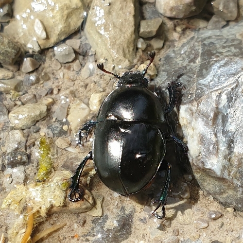 Trypocopris alpinus
