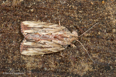 Etanna breviuscula