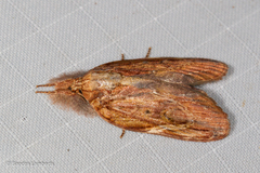 Lamprothripa scotia