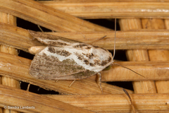 Tathothripa continua