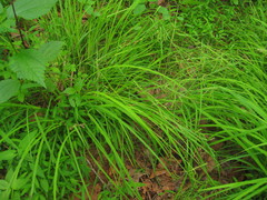 Carex debilis