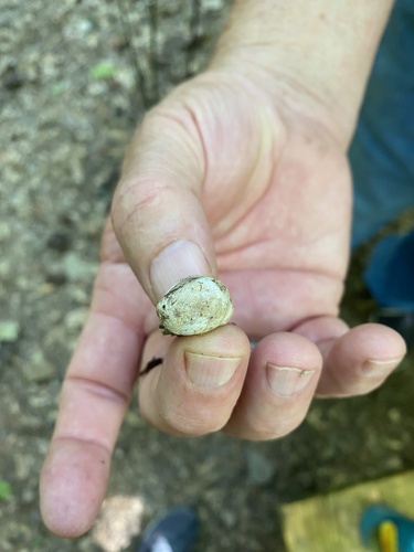 Geastrum