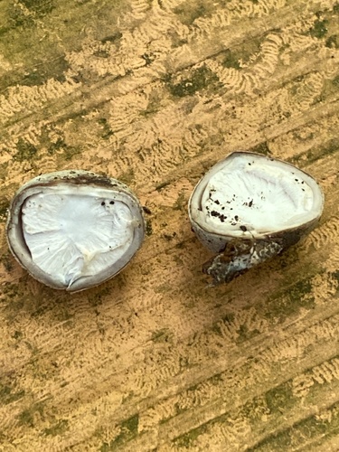 Geastrum (Photo 2 of 2)
