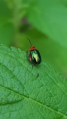 Kuschelina gibbitarsa