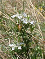 Nigella arvensis