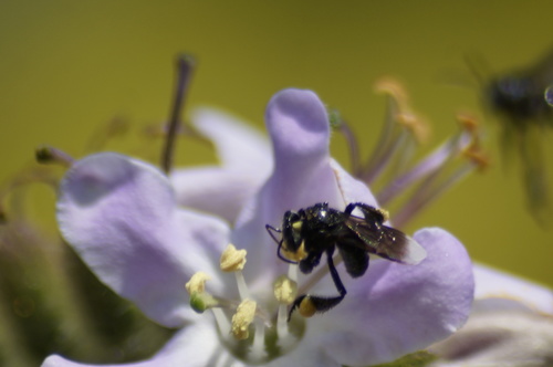 Abeja zopilote sin aguijón