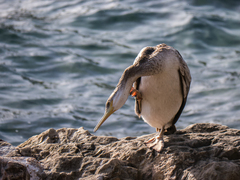 Gulosus aristotelis desmarestii