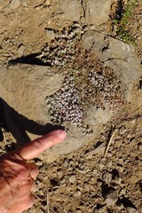 Euphorbia polycarpa polycarpa