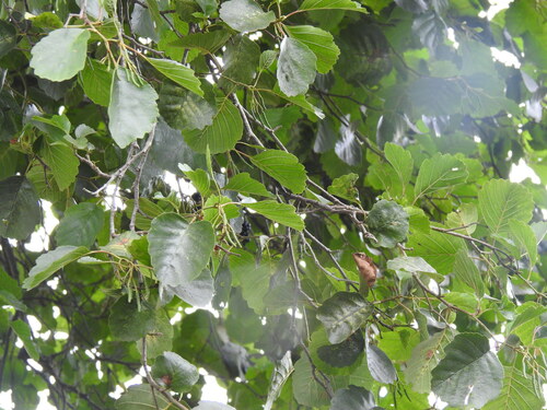 Alnus lusitanica (Alnus lusitanica)