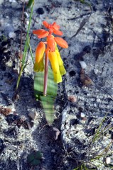 Lachenalia callista