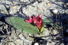 Lachenalia callista