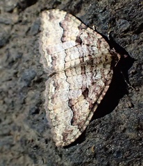 Triphosa haesitata haesitata