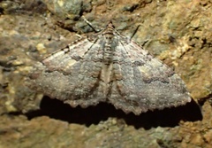 Triphosa haesitata haesitata