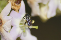 Frieseomelitta nigra