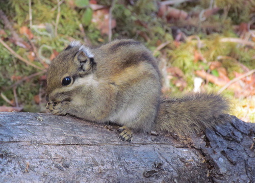 Swinhoe's Striped Squirrel