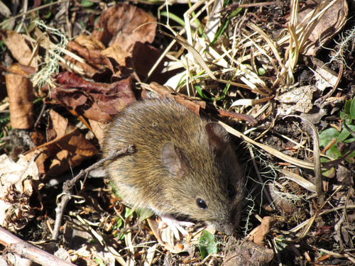 Yunnan Bush Rat (Hadromys yunnanensis) — Data Deficient Mammalia