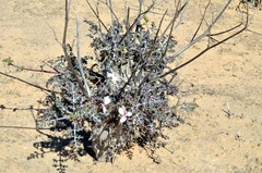 Pelargonium adriaanii