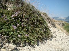 Thymus helendzhicus