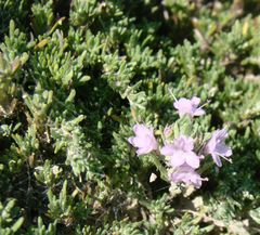 Thymus helendzhicus