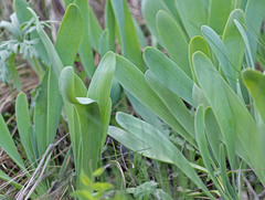 Allium nutans