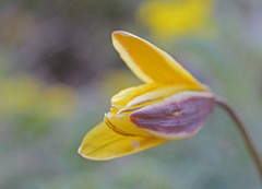 Tulipa uniflora