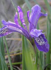 Iris ruthenica