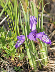 Iris ruthenica