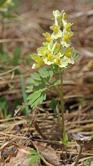Corydalis bracteata