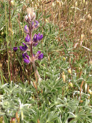 Lupinus formosus