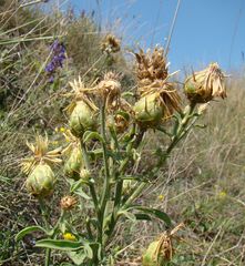 Centaurea salonitana