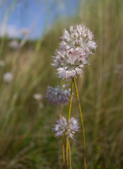 Allium clathratum