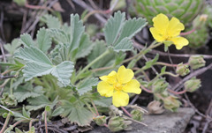 Potentilla acaulis