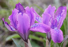 Iris tigridia