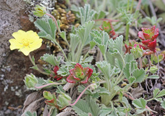 Potentilla acaulis