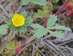 Potentilla chrysantha