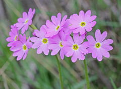 Primula cortusoides