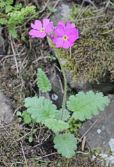 Primula cortusoides