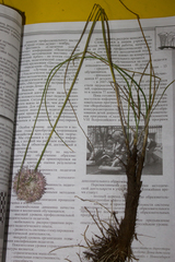 Allium clathratum