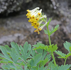 Corydalis nobilis
