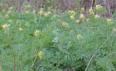 Corydalis nobilis