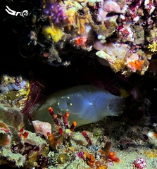 Phlebobranchia