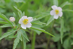 Anemonoides caerulea