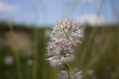 Allium clathratum