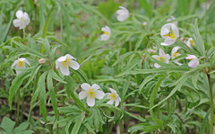 Anemonoides caerulea