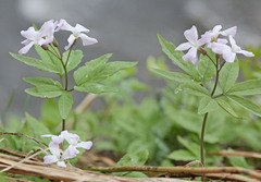 Cardamine altaica